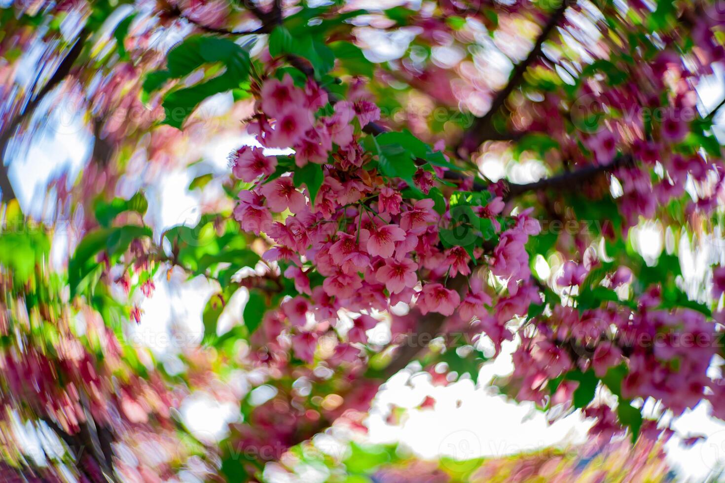 kawazu ciliegia fiori swirly sfocatura nel primavera stagione vicino su foto