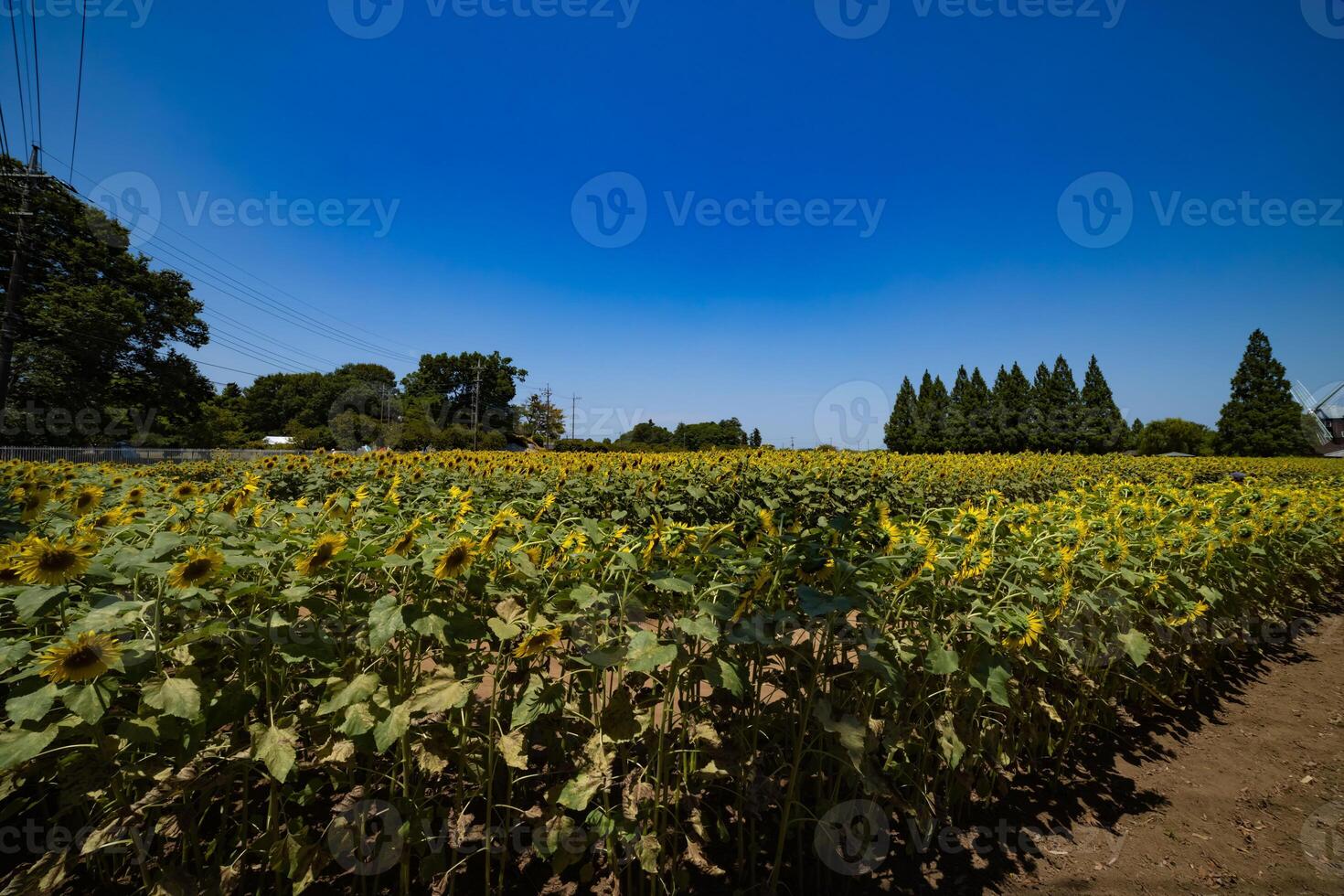 girasoli e mulino a vento e verde alberi a il azienda agricola soleggiato giorno largo tiro foto