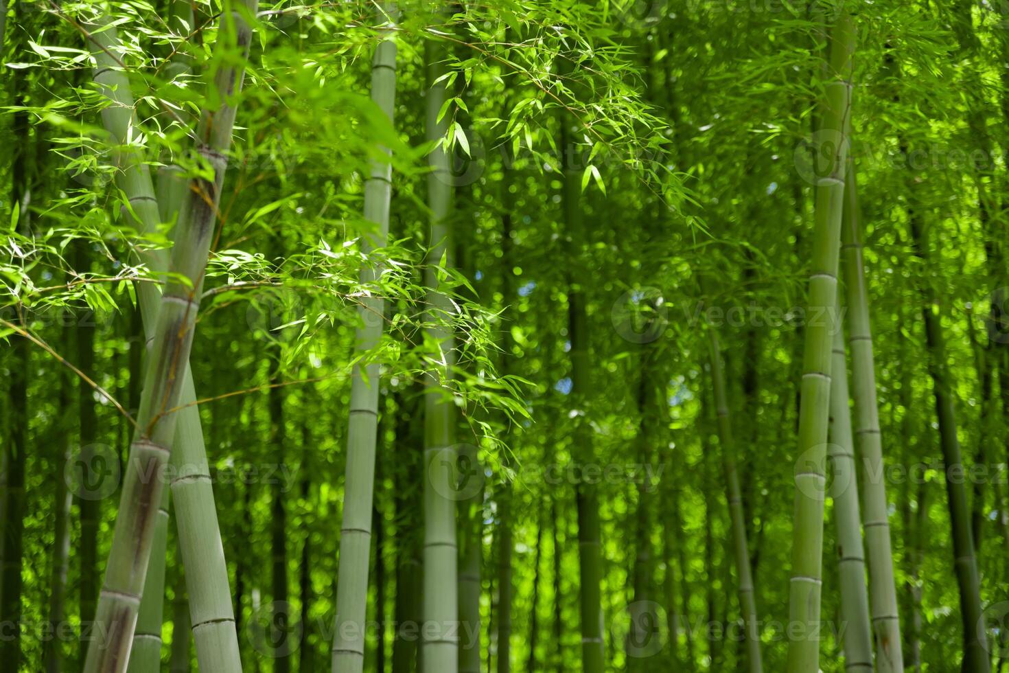 verde bambù le foglie nel giapponese foresta nel primavera soleggiato giorno foto