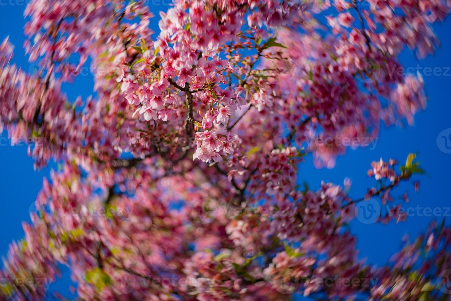 kawazu ciliegia fiori swirly sfocatura nel primavera stagione vicino su foto