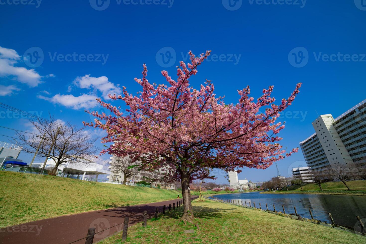 kawazu ciliegia fiori nel pieno fioritura a il parco largo tiro foto