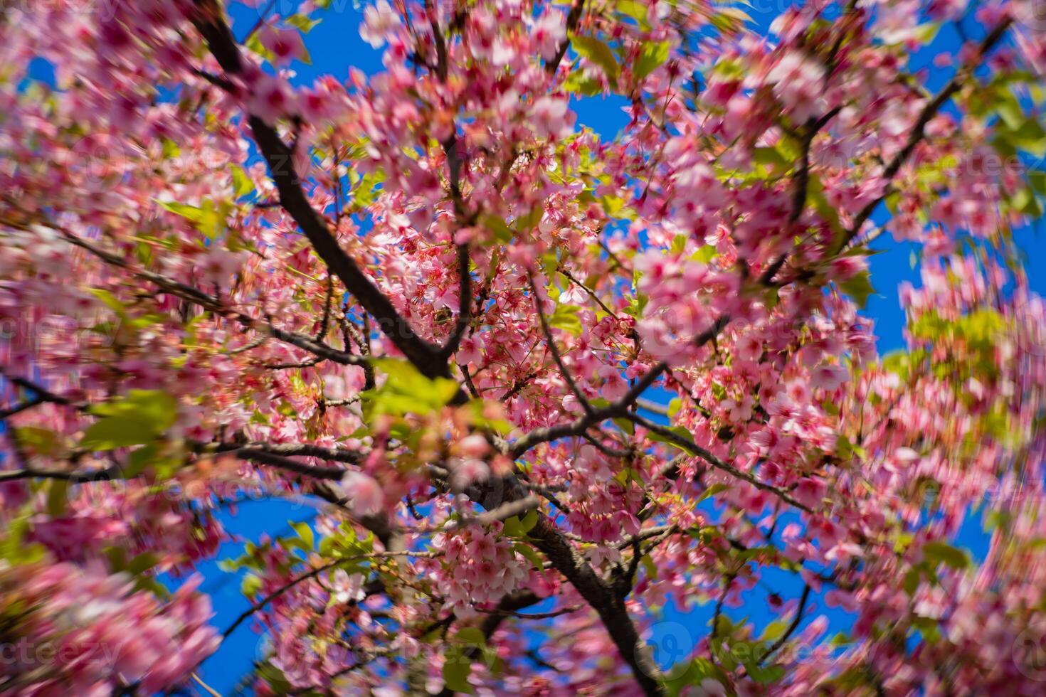 kawazu ciliegia fiori swirly sfocatura nel primavera stagione vicino su foto