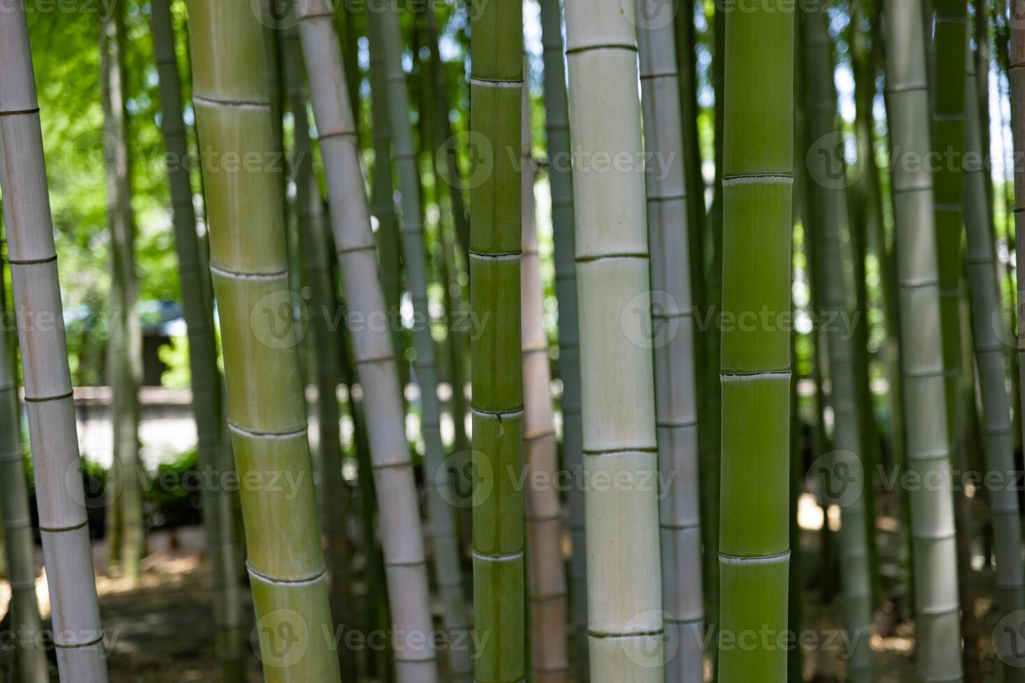 un' verde bambù foresta nel primavera soleggiato giorno vicino tiro foto