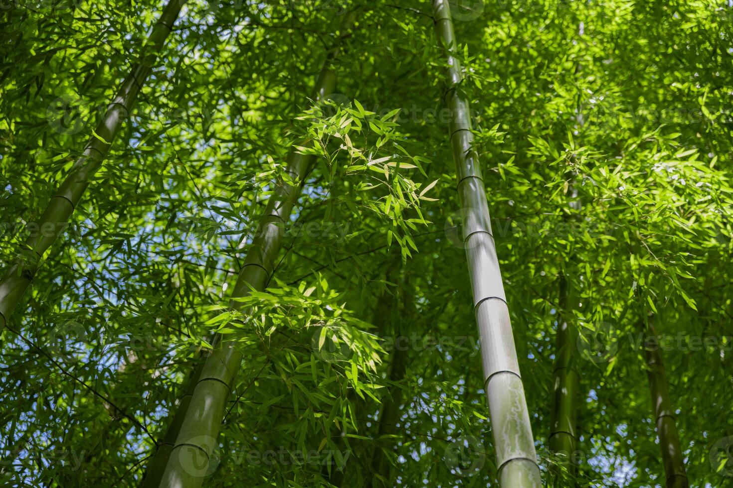 verde bambù le foglie nel giapponese foresta nel primavera soleggiato giorno foto