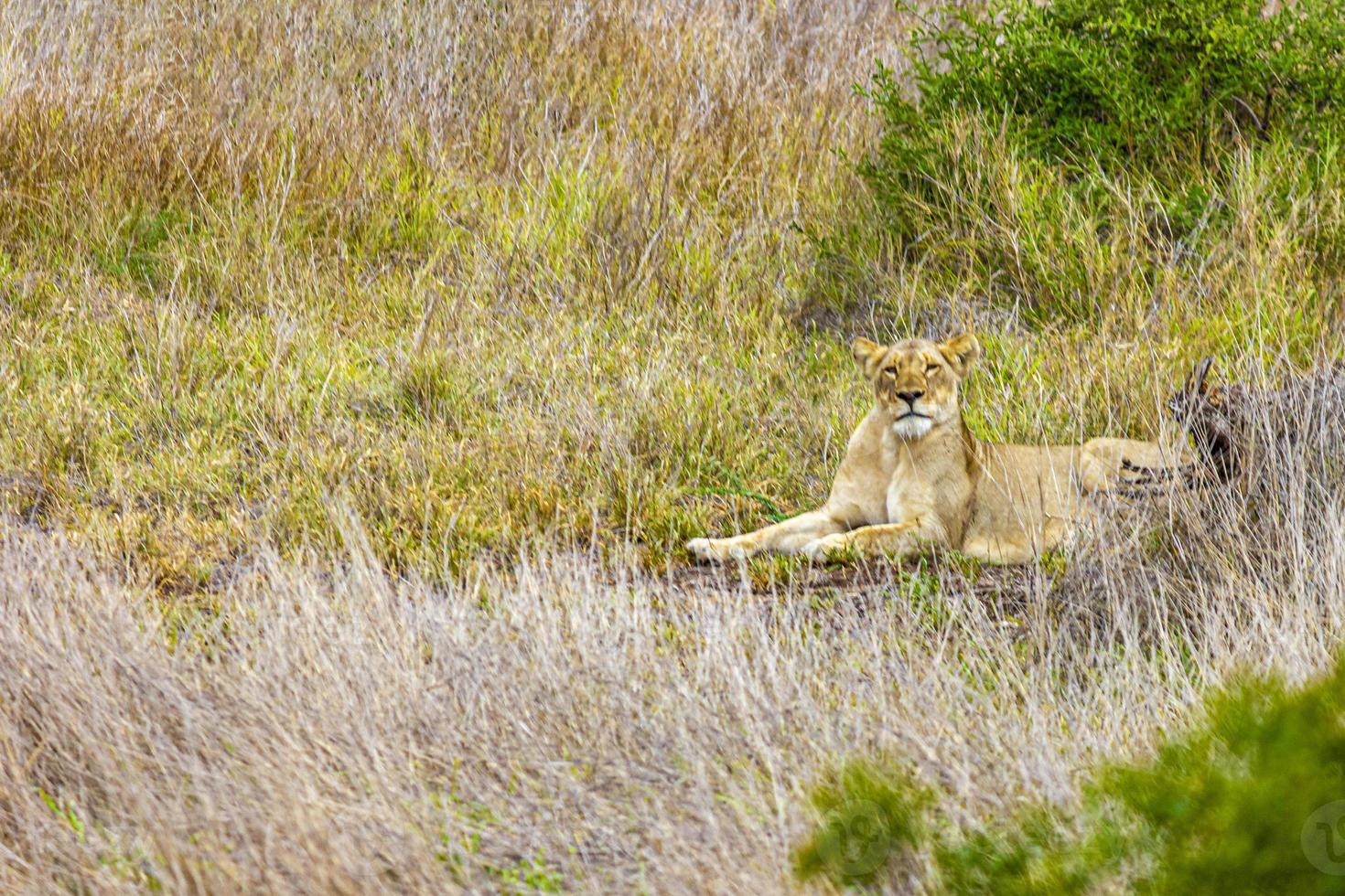 leone al safari nel parco nazionale di mpumalanga kruger sud africa. foto