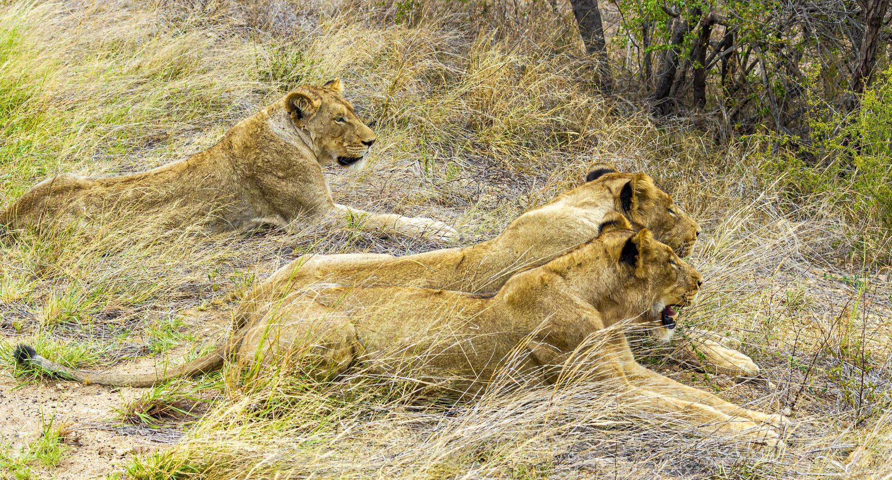 leoni al safari nel parco nazionale di mpumalanga kruger sud africa. foto