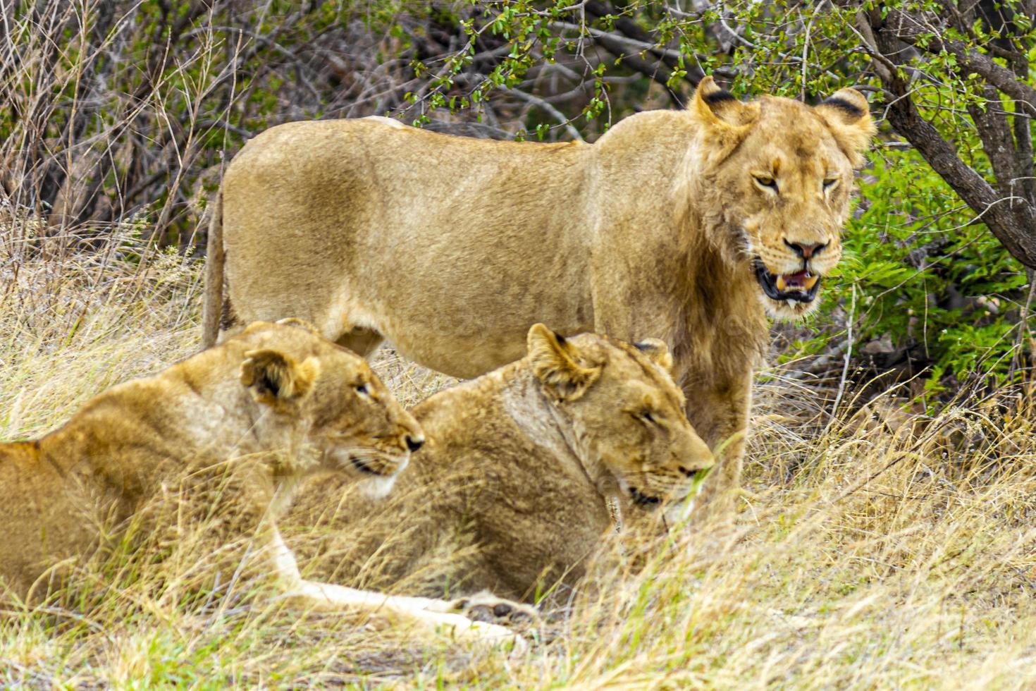 leoni al safari nel parco nazionale di mpumalanga kruger sud africa. foto