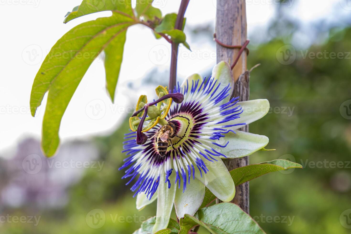 un' vicino su di il passione fiore e ape, un' unico fiore fioriture per un' pochi giorni. passiflora foto