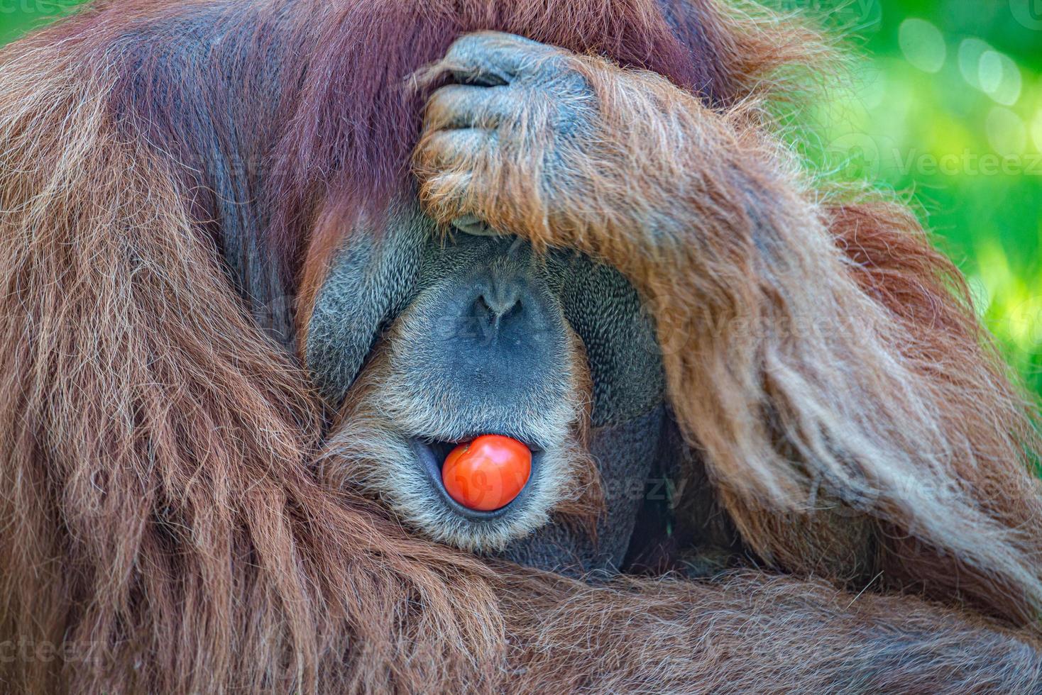 ritratto di un anziano orango asiatico, vecchio potente e grande maschio alfa che mangia un pomodoro rosso foto