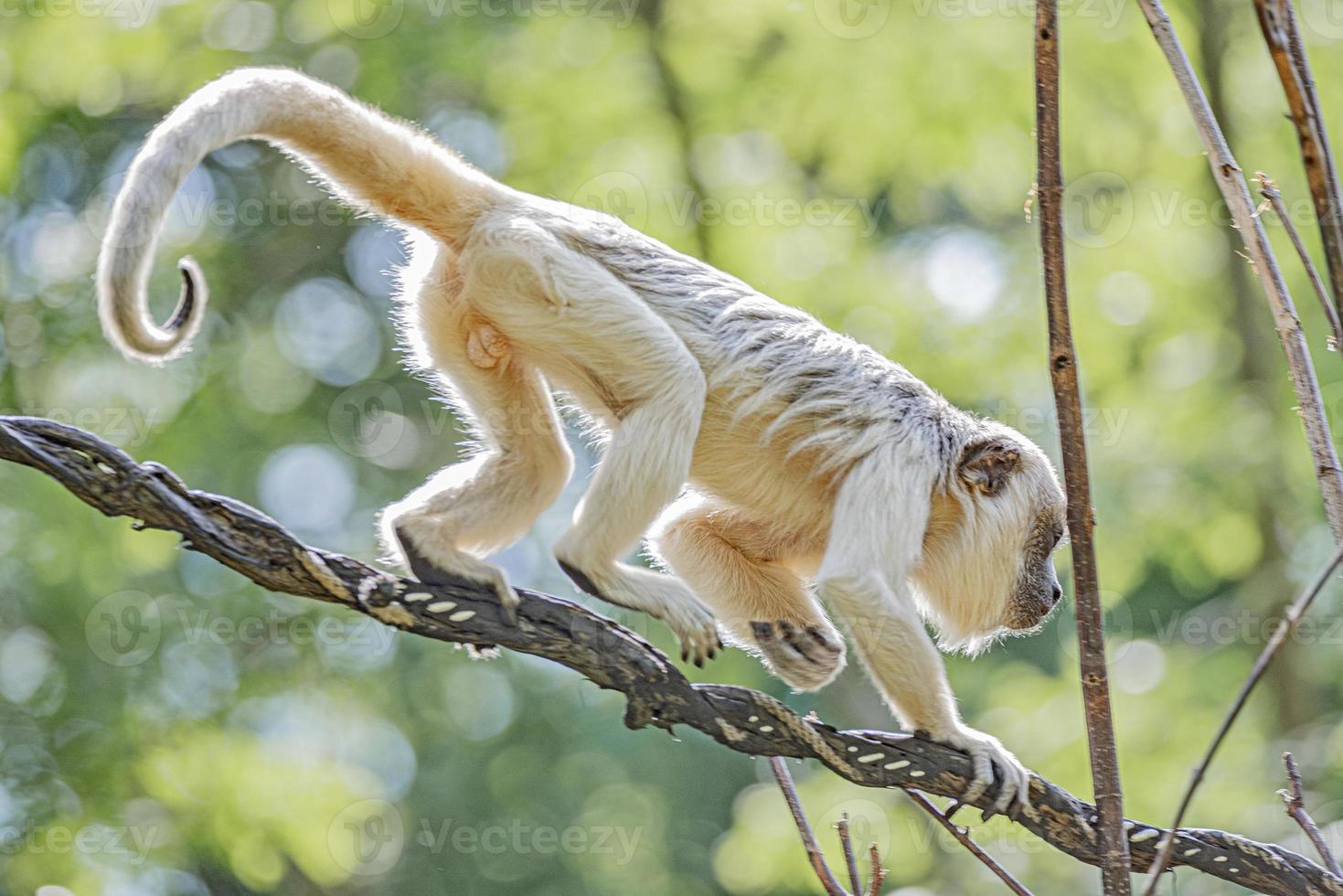 Ritratto di divertente maschio adulto brasiliano amazzonico scimmia cappuccino nascosto in un albero di liana, primo piano, dettagli.. foto