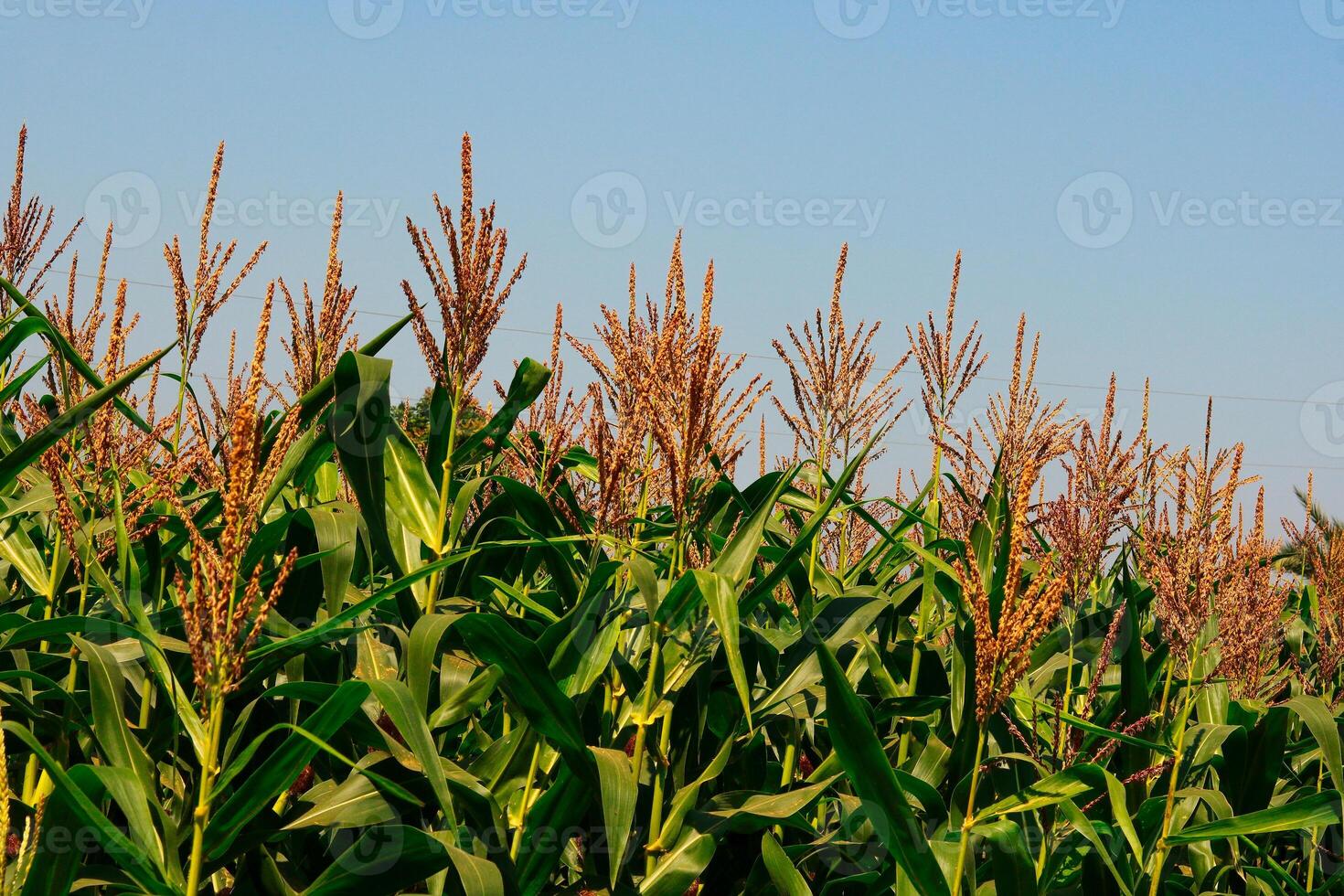 Mais campo con blu cielo nel il campagna, avvicinamento di foto