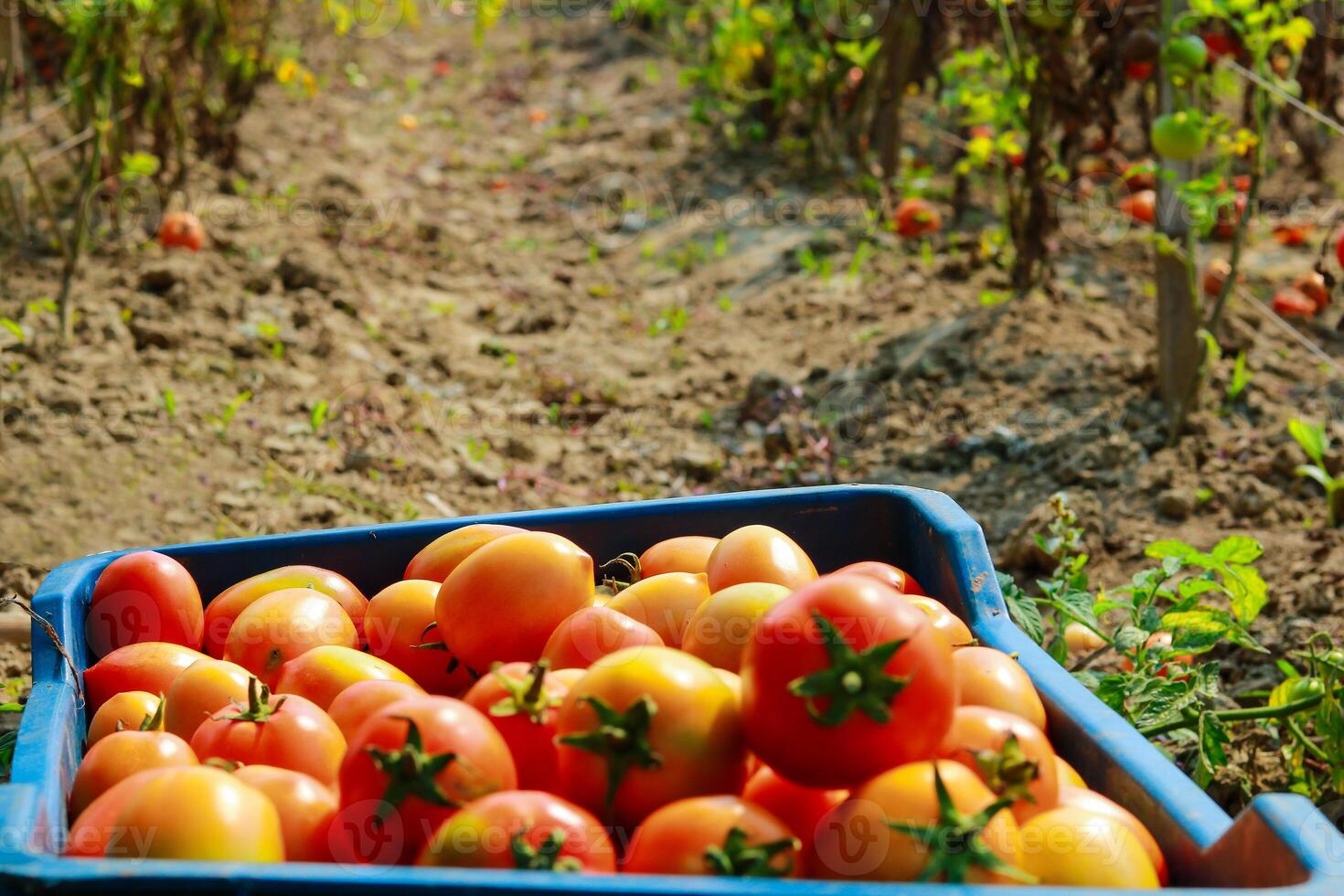 maturo rosso pomodori nel un' blu plastica scatola su il campo. foto