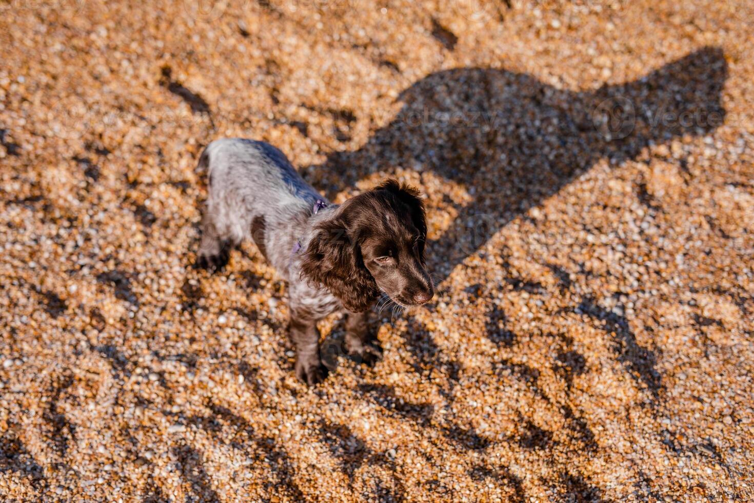 russo Marrone spaniel cucciolo in esecuzione e giocando su il sabbioso spiaggia. estate natura foto