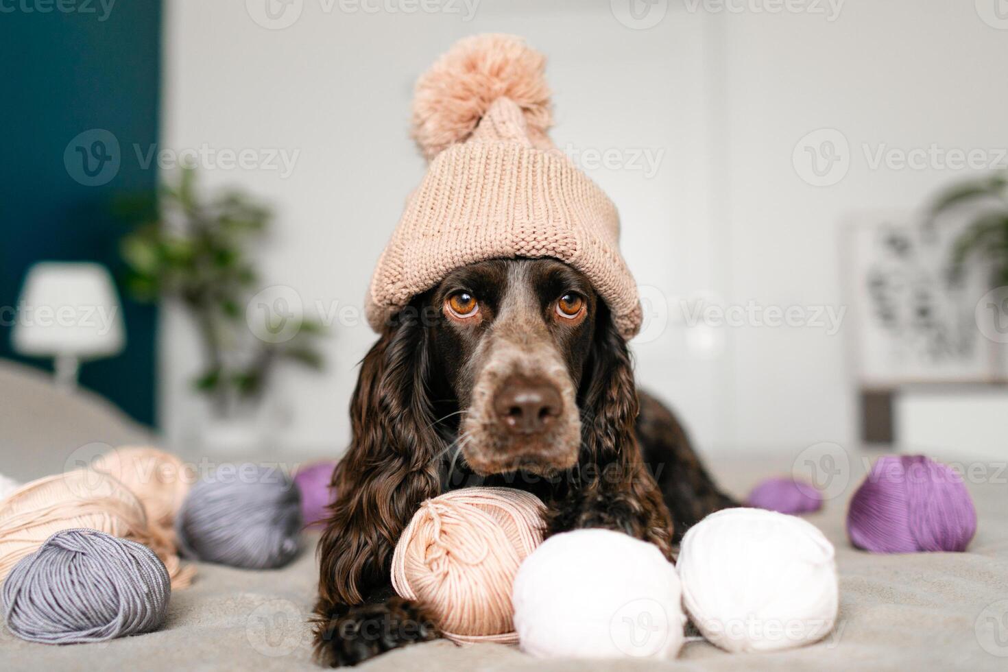 Marrone russo spaniel canino nel a maglia cappello avendo divertimento con di lana palle su letto foto