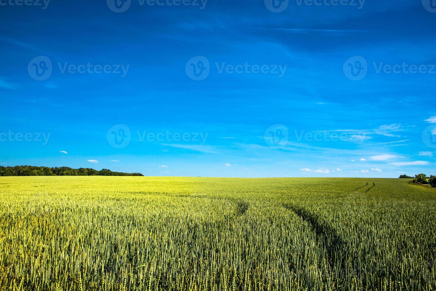 vista panoramica sul bellissimo paesaggio agricolo di colture di grano in tarda primavera con cielo blu profondo in una giornata di sole con giochi di luci e ombre. foto