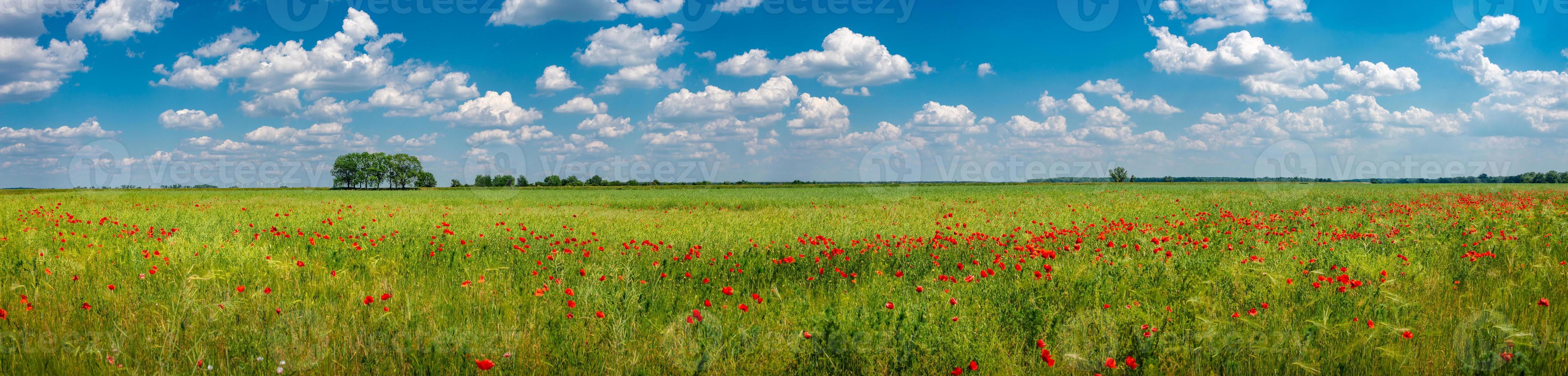 vista panoramica sul paesaggio erboso con prato rosso campo di papaveri e bellissima natura in campagna primaverile, grandangolo foto