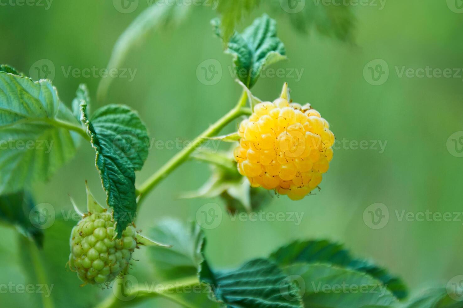 lampone ramo con giallo lamponi su un' sfondo di verde le foglie foto