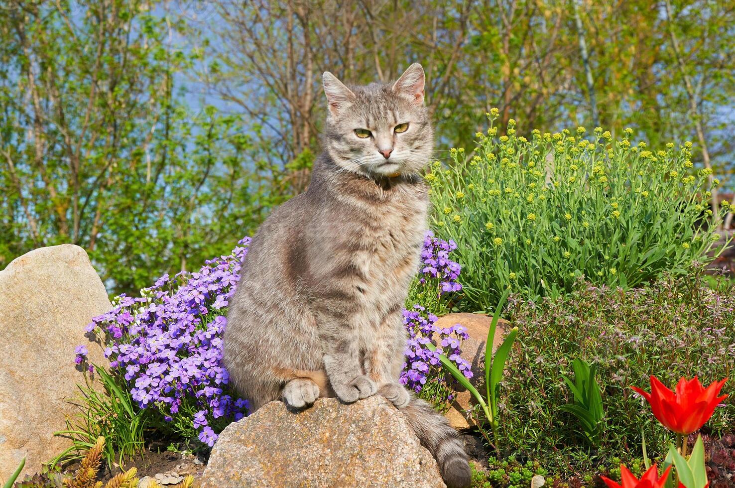 soriano grigio gatto seduta su un' pietra vicino primavera fiori nel il giardino. animali domestici a piedi all'aperto avventura. gatto vicino su. il gatto sembra a il telecamera foto
