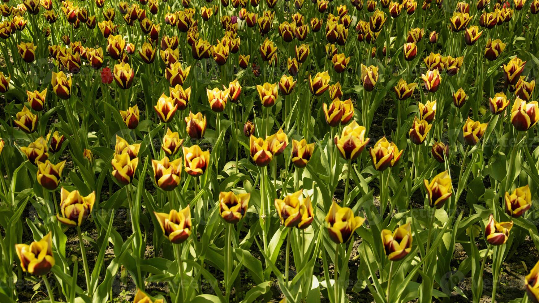 bellissimo letto di fiori di tulipani nel primavera nel un' grande parco foto