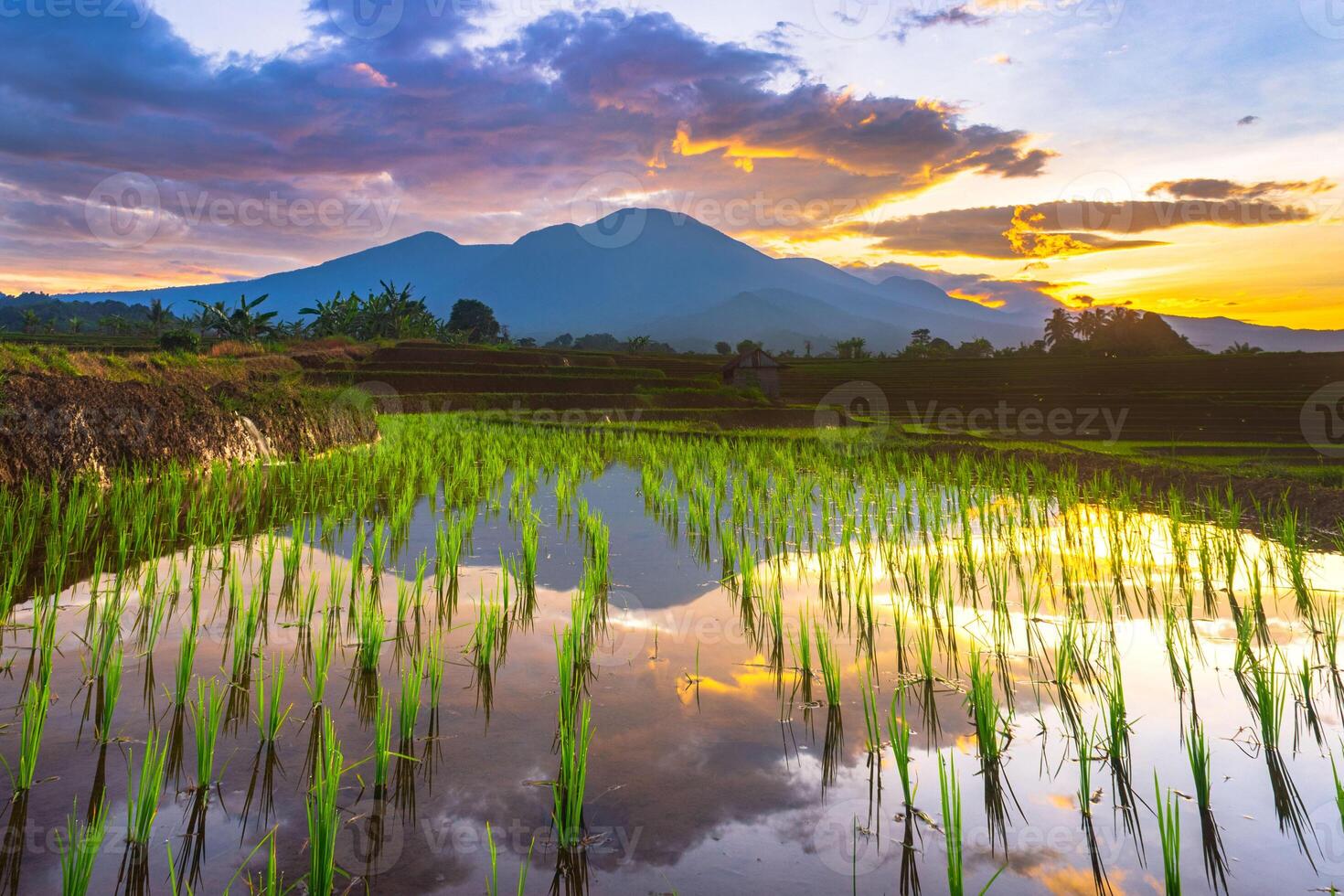 bellissimo mattina Visualizza Indonesia panorama paesaggio risaia i campi con bellezza colore e cielo naturale leggero foto