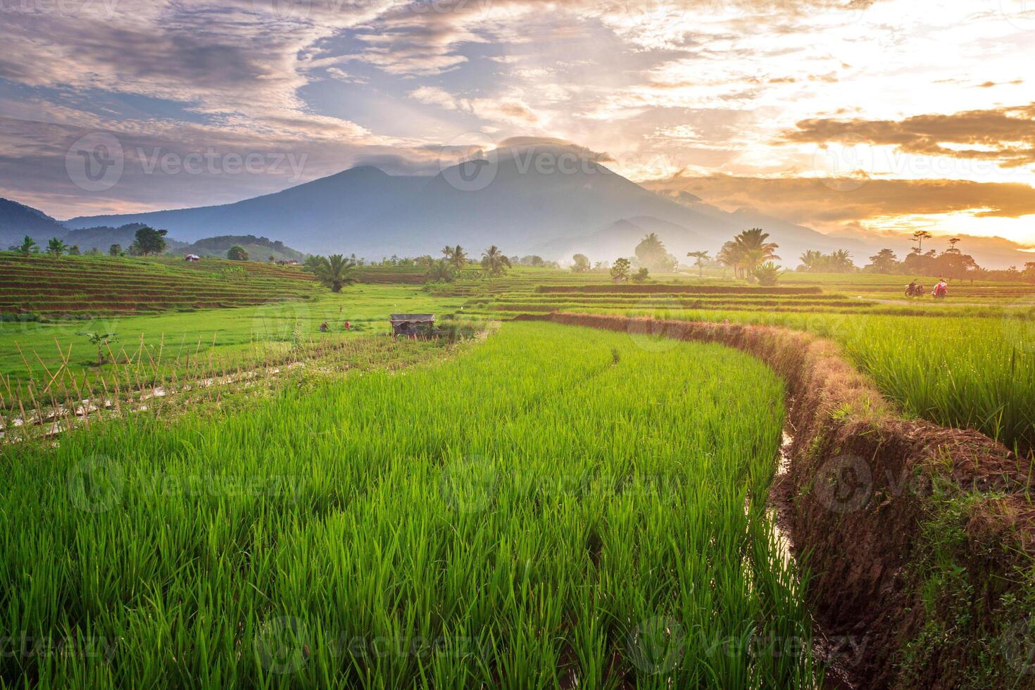 bellissimo mattina Visualizza Indonesia. panorama paesaggio risaia i campi con bellezza colore e cielo naturale leggero foto