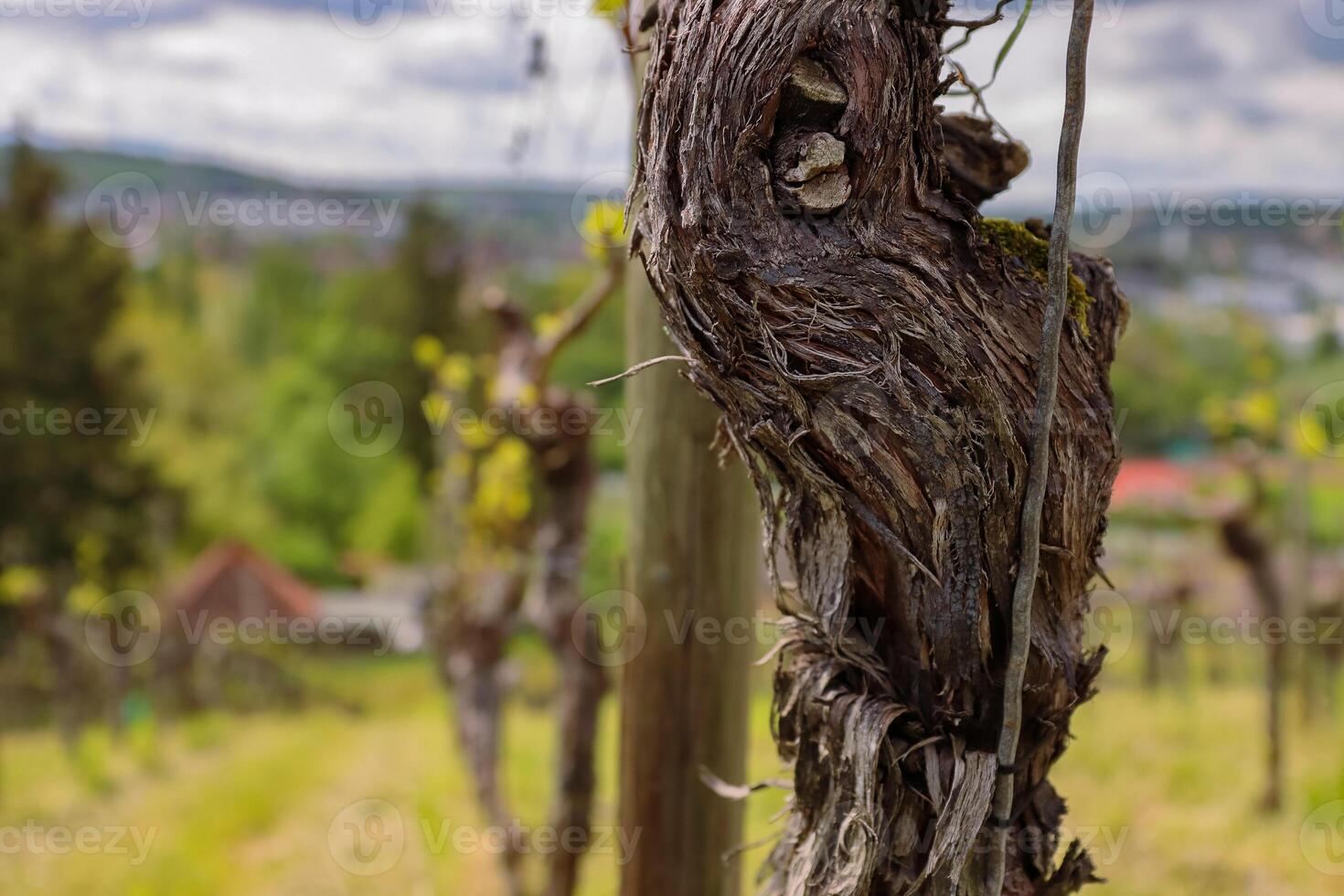 bellissimo viti abbaiare struttura. avvicinamento di vite tronco. abbaiare di uva pianta. sforzo di vecchio vigneto. sfocato sfondo. di legno struttura. selettivo messa a fuoco. foto