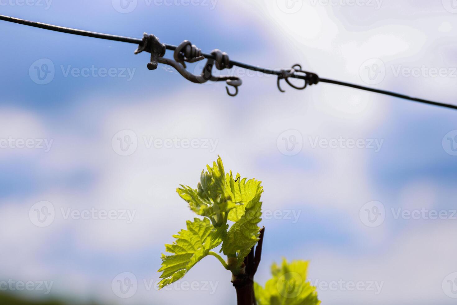 avvicinamento Visualizza di presto primavera le foglie e mini cuffie crescita su Giulio ospedale viti nel Würzburg, Franconia, Baviera, Germania. bokeh. selettivo messa a fuoco. copia spazio. sfondo foto