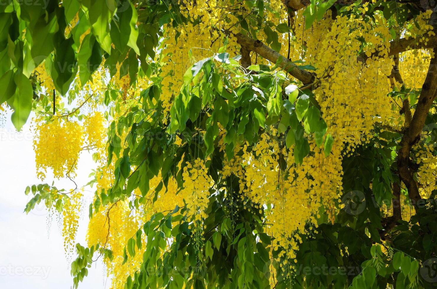 giallo fiorire di Cassia fistola o d'oro doccia albero fioritura nel estate foto