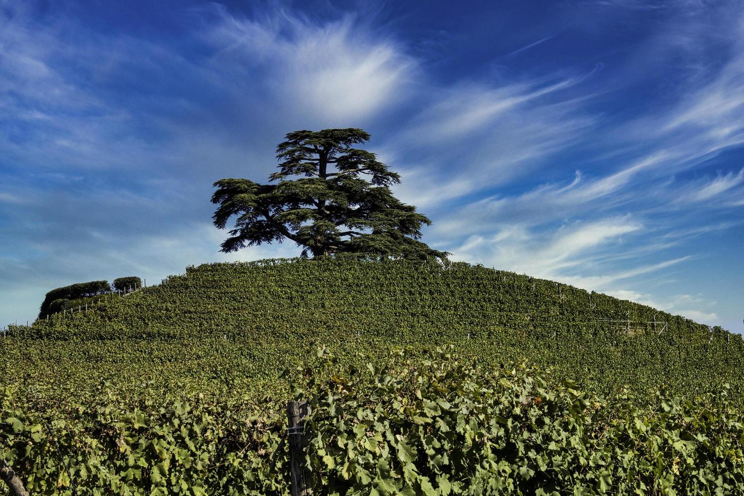 la maestosità del cedro del libano a la morra, nelle langhe piemontesi in una calda giornata autunnale durante la vendemmia foto