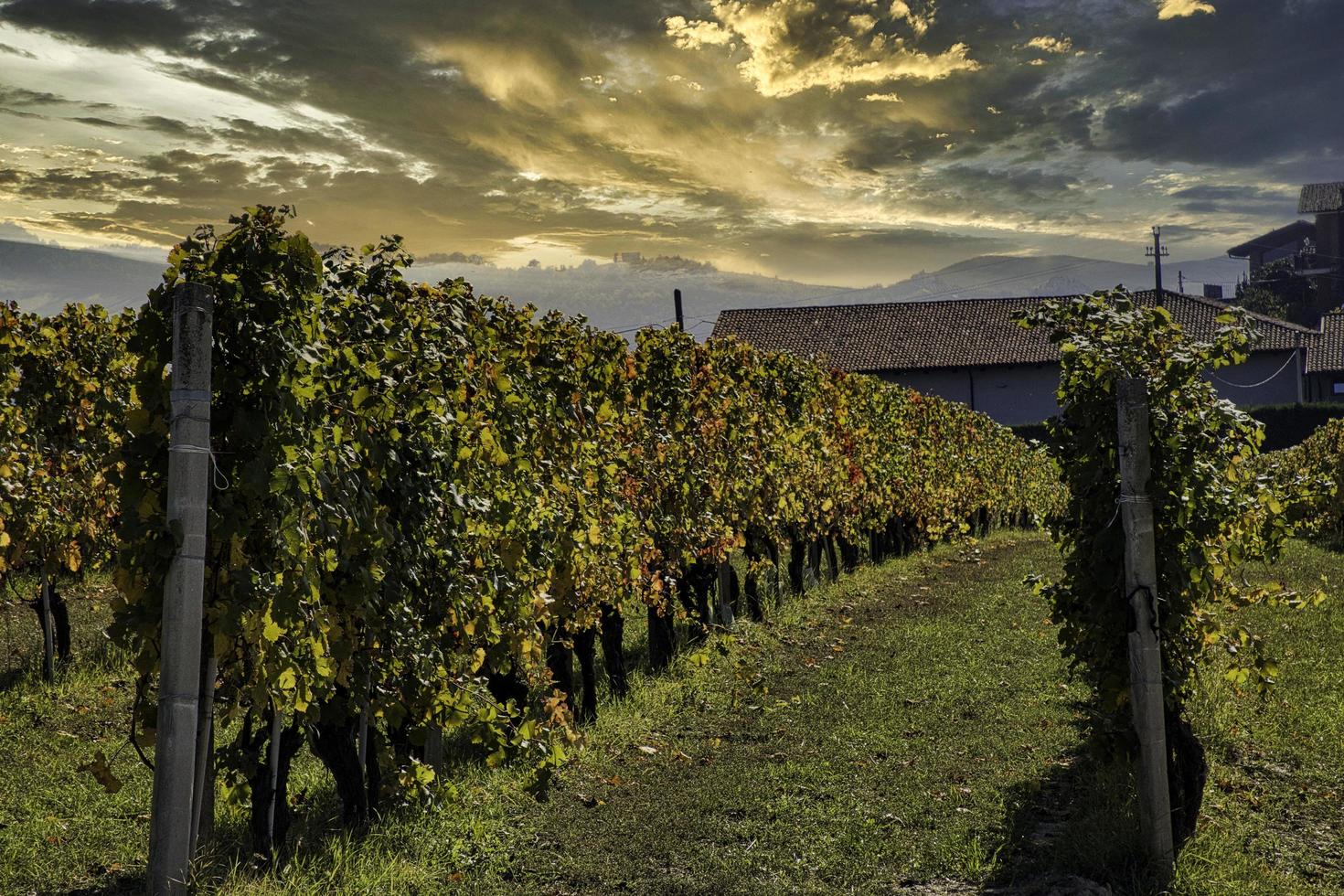 distesa di vigneti nelle langhe piemontesi con i colori sgargianti dell'autunno, durante la vendemmia foto