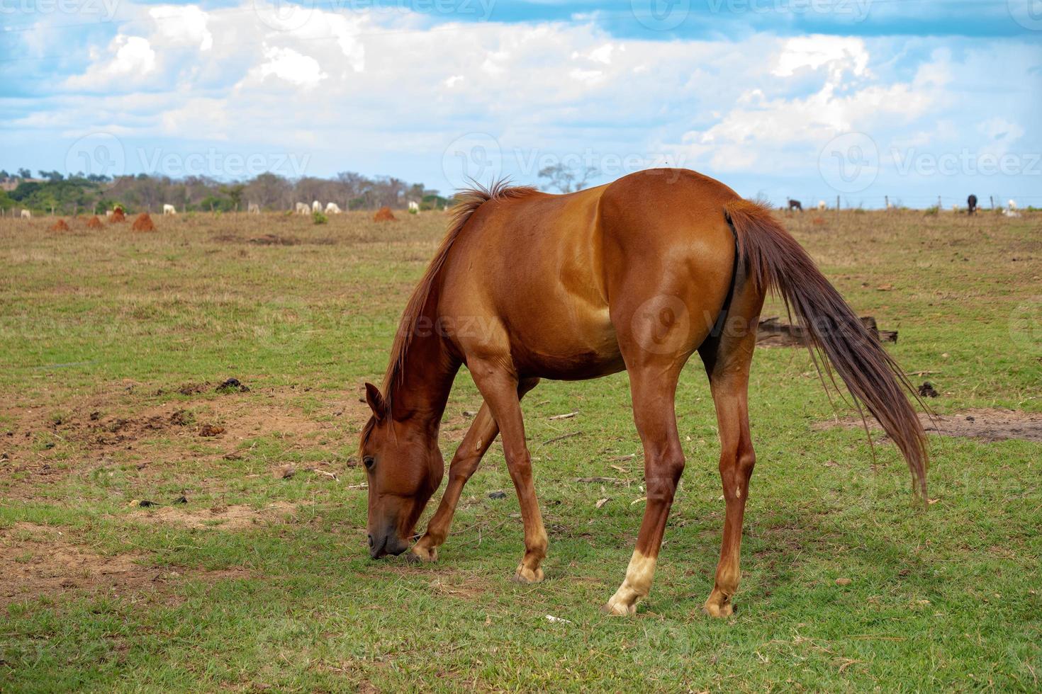 cavallo che riposa in un pascolo foto