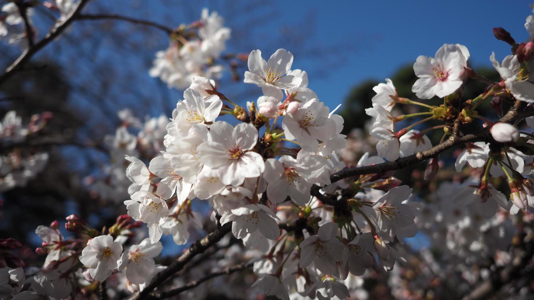 fiori di ciliegio bianchi. alberi di sakura in piena fioritura nel quartiere di meguro tokyo giappone foto