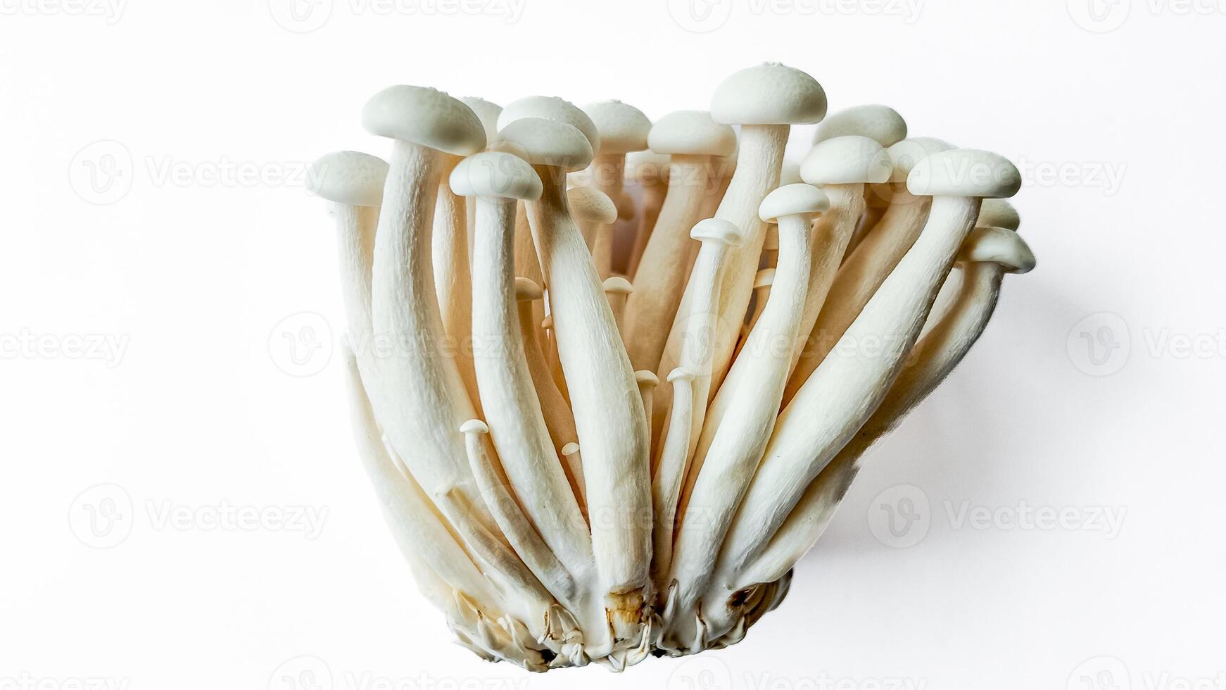 fresco enoki funghi per salutare cucinando foto