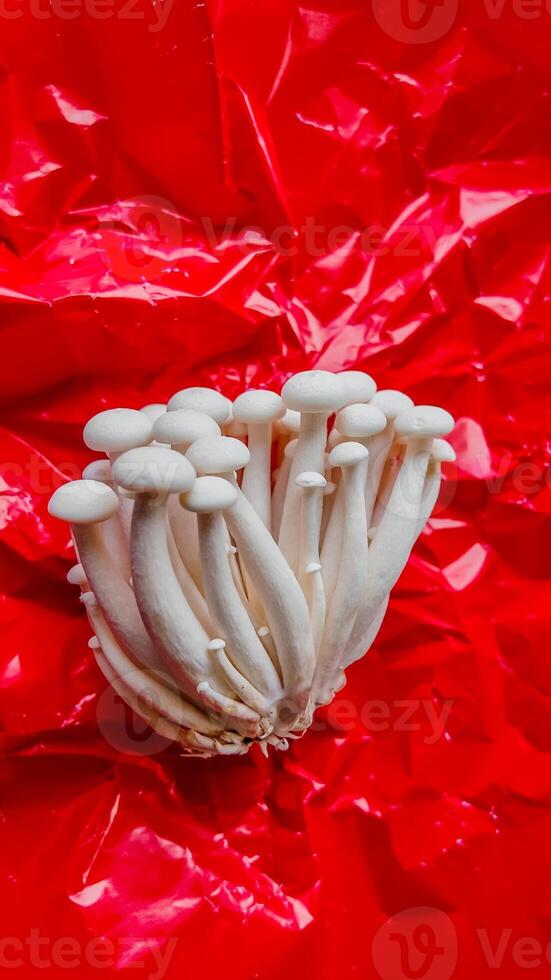 bianca enoki funghi su rosso culinario sfondo foto