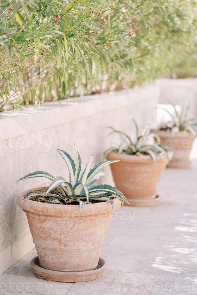 piccolo Agave cespugli nel argilla pentole In piedi lungo un' pietra recinto nel un' verde giardino foto