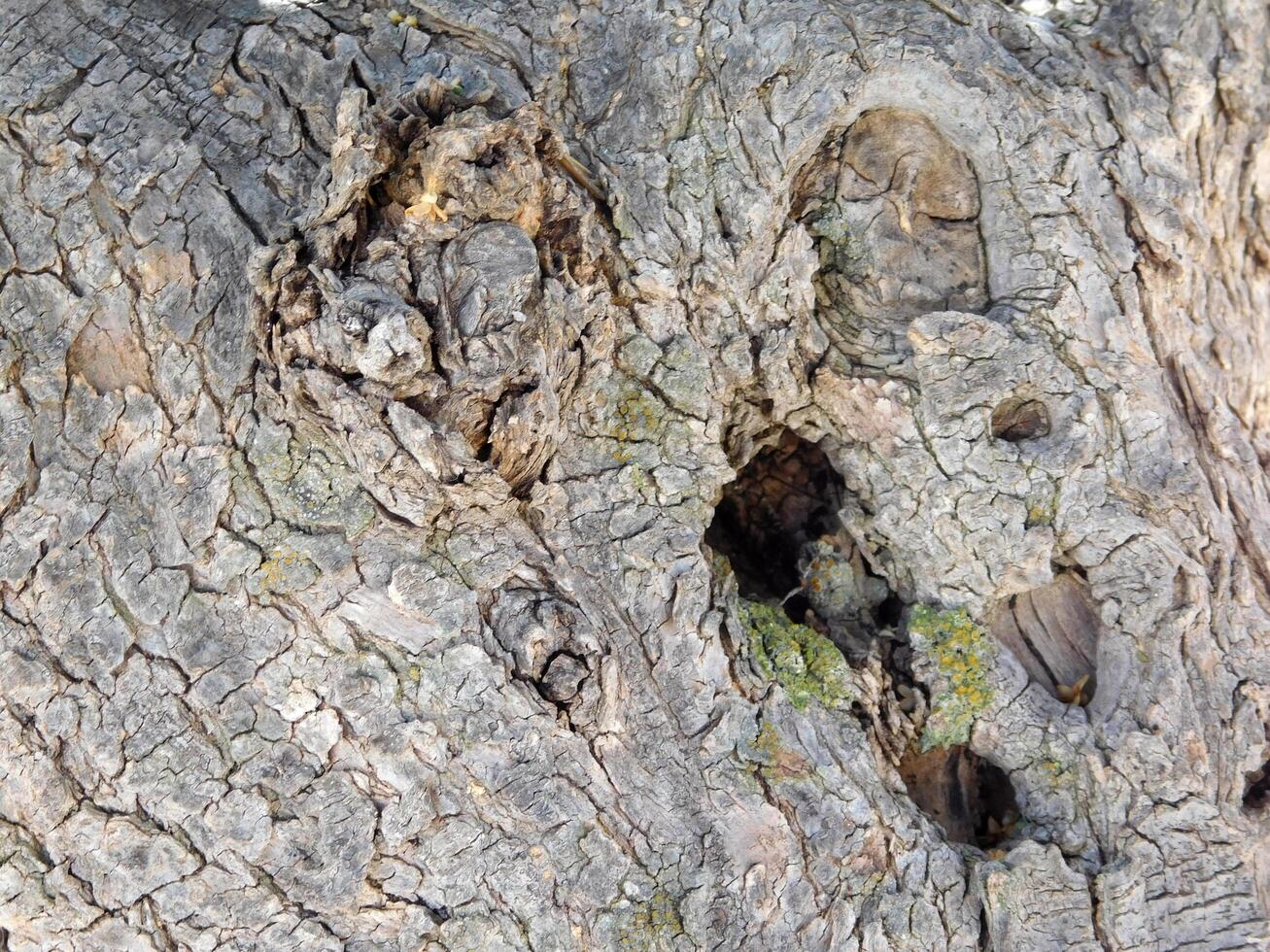 struttura del tronco d'albero foto