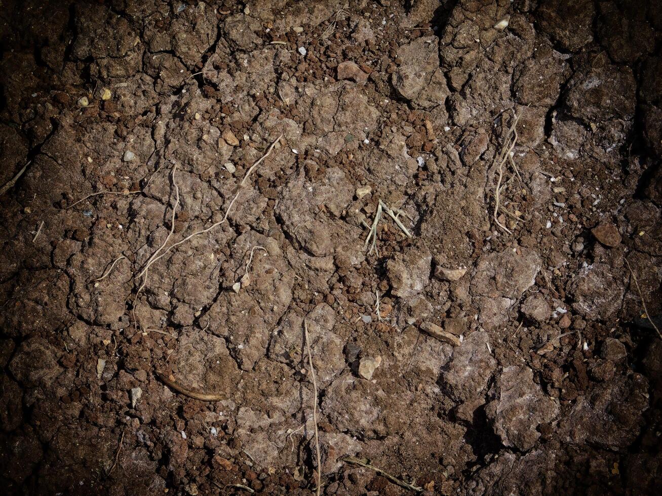 trama di terra scura in giardino foto