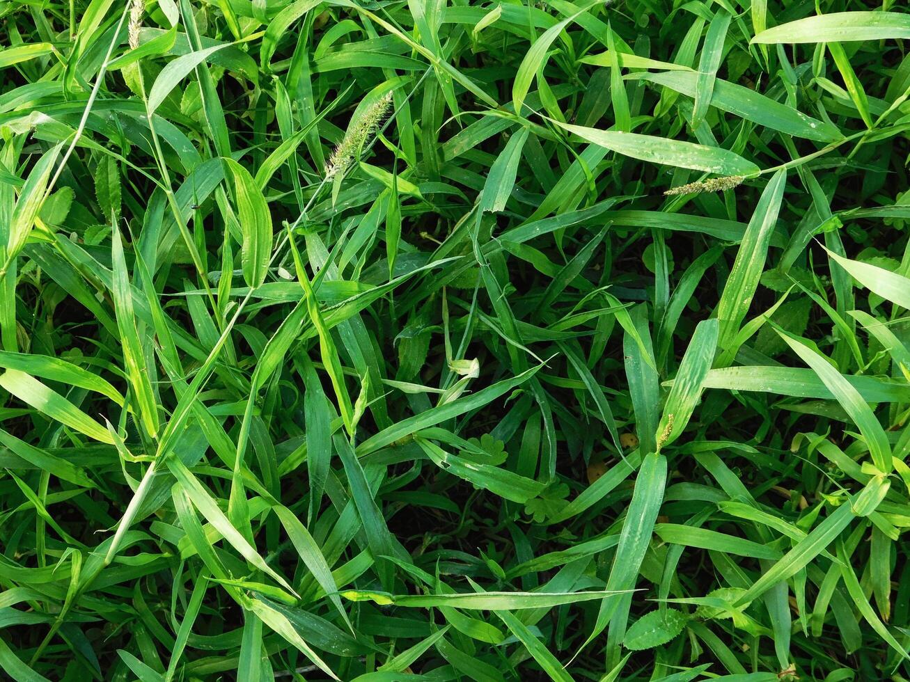 pianta struttura all'aperto foto