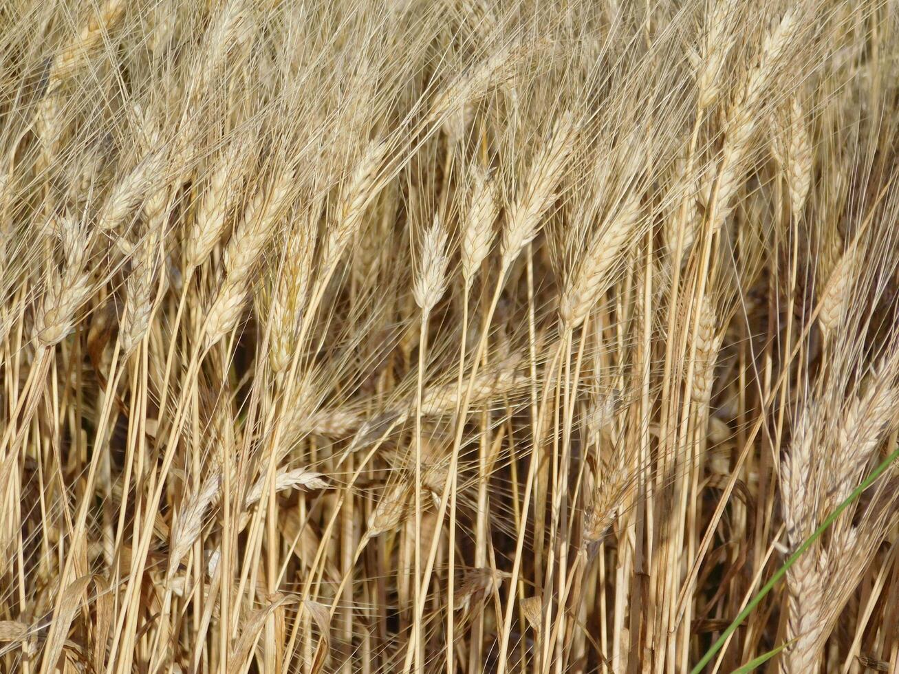 Grano campo all'aperto foto