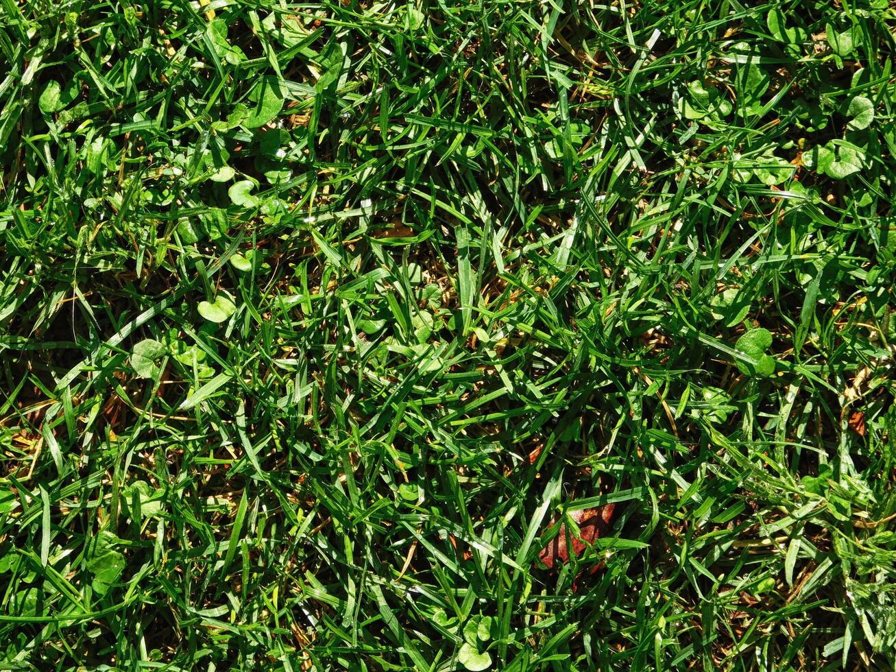 pianta nel il giardino foto