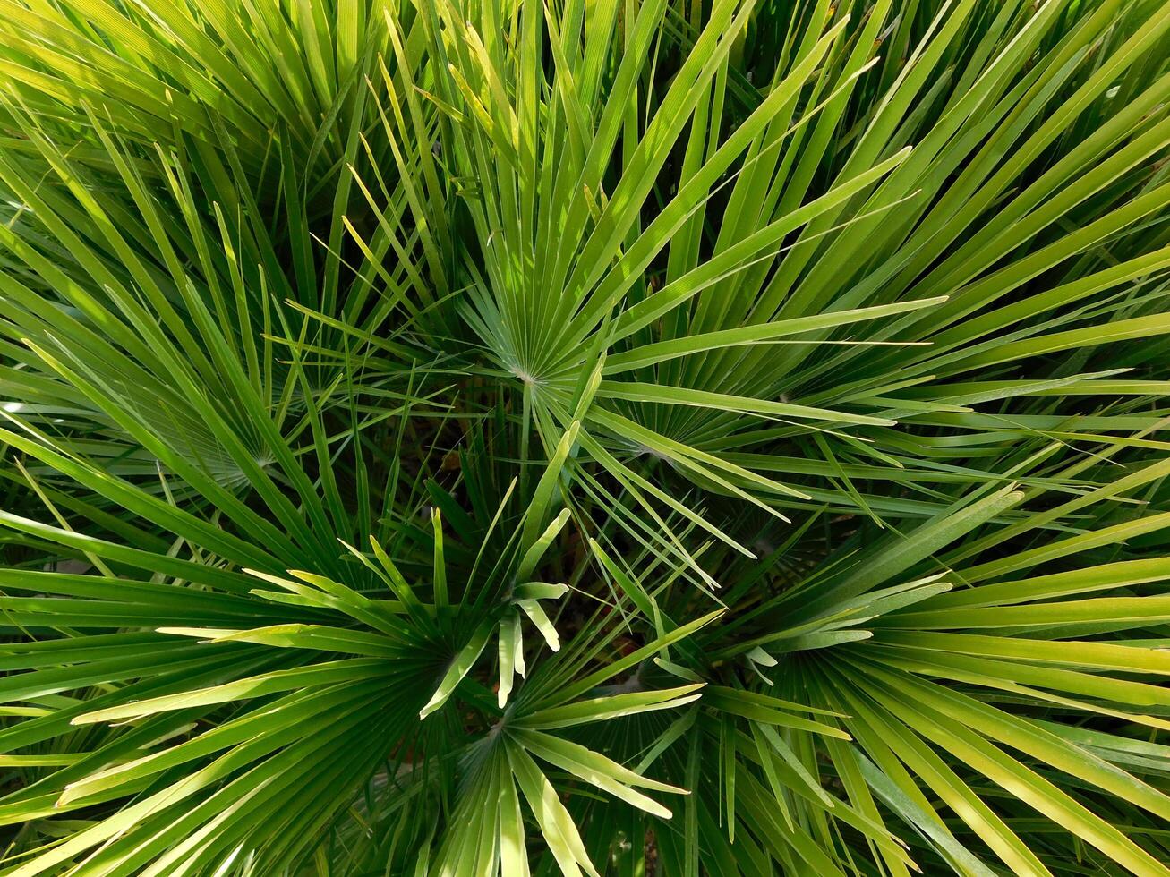 pianta nel il giardino foto