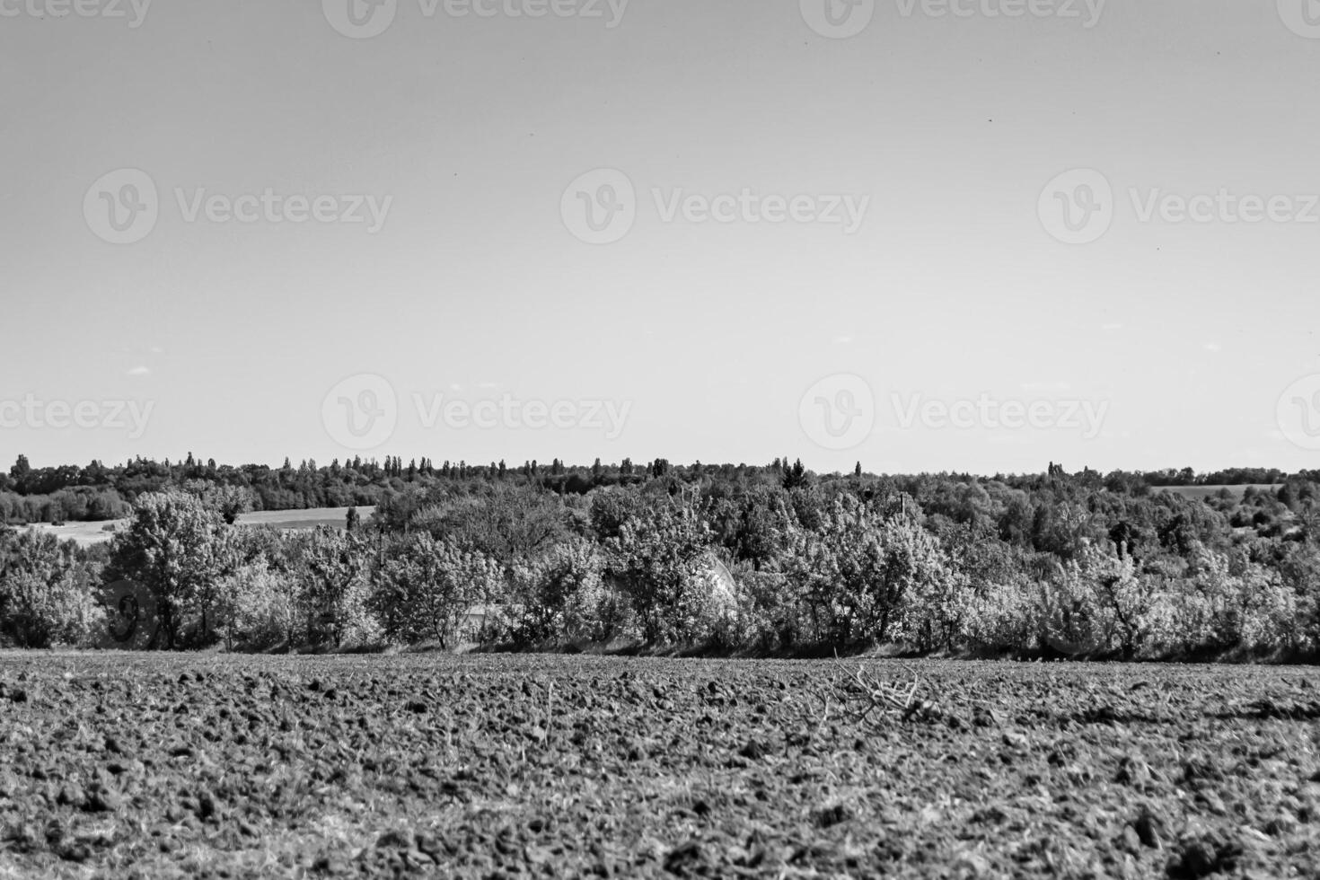 fotografia su tema grande vuoto azienda agricola campo per biologico raccogliere foto