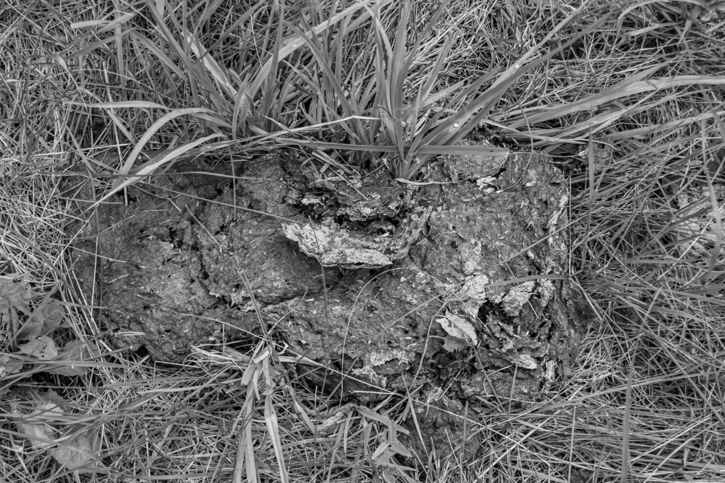 fotografia su tema fresco mucca letame bugie su letame animale azienda agricola foto