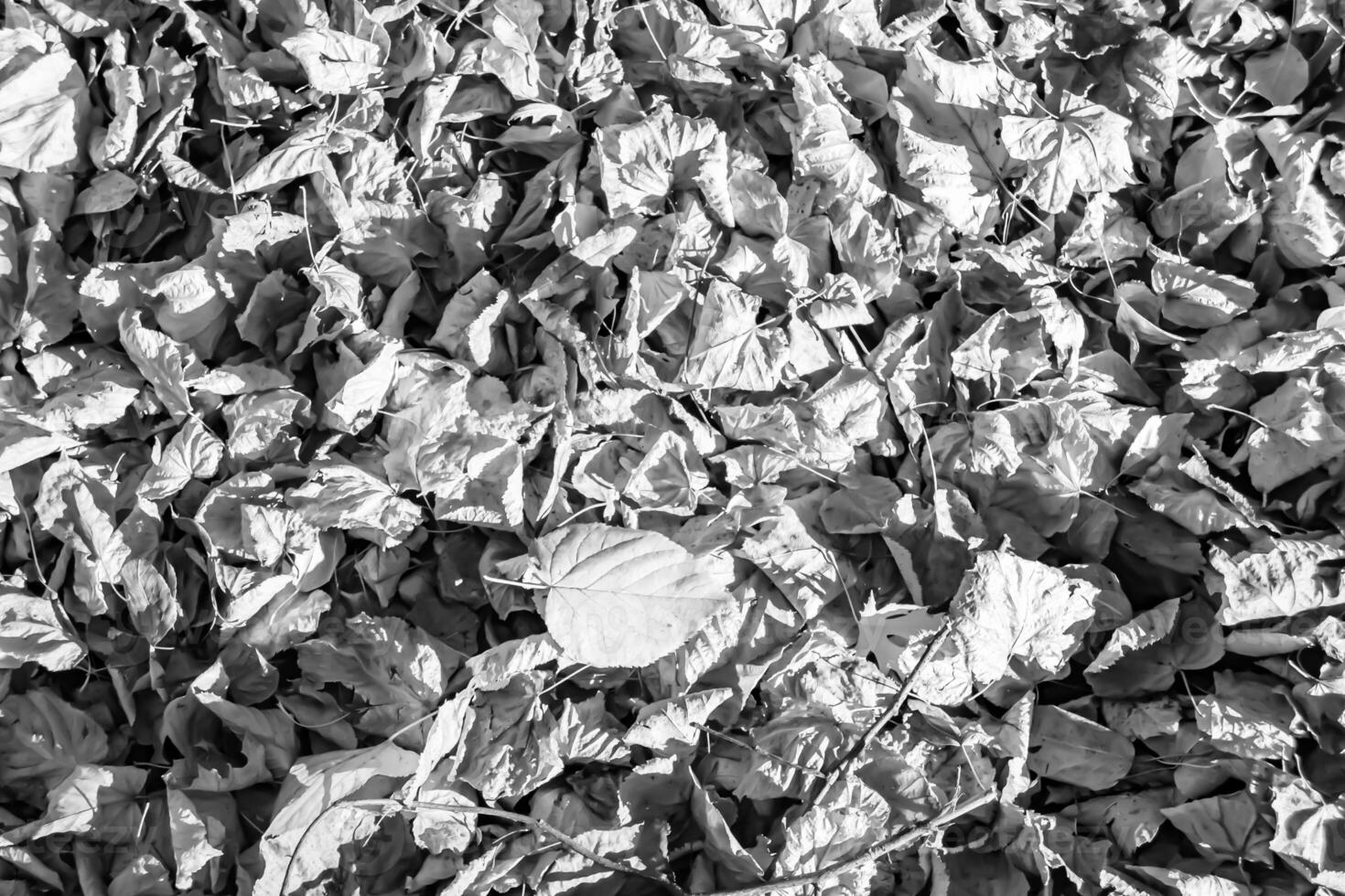 foto sul tema autunno sfondo astratto di foglie d'acero che cadono sulla superficie