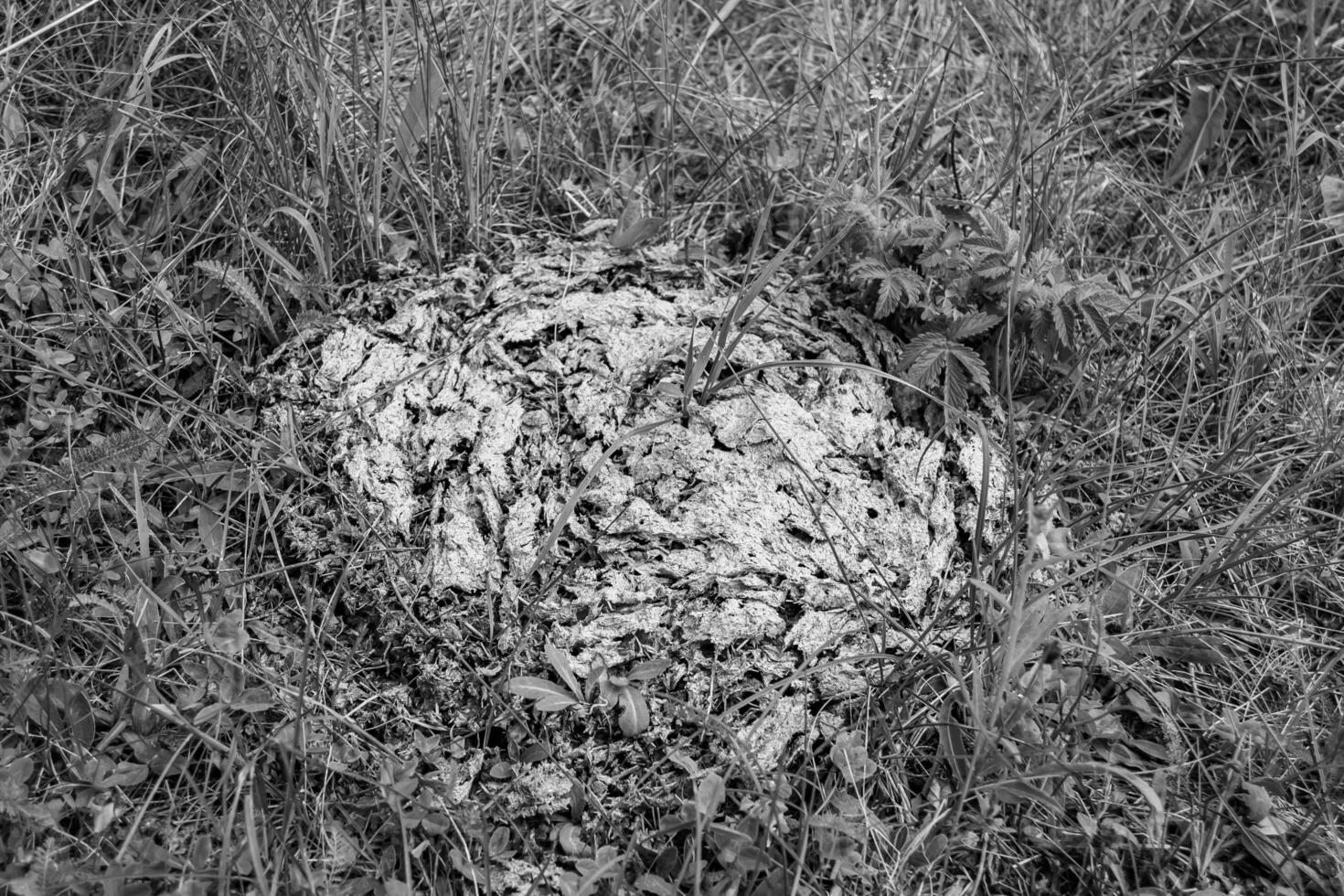 fotografia su tema fresco mucca letame bugie su letame animale azienda agricola foto