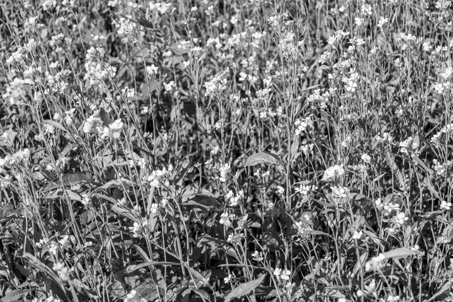 fotografia su tema bene selvaggio in crescita fiore mostarda su sfondo prato foto