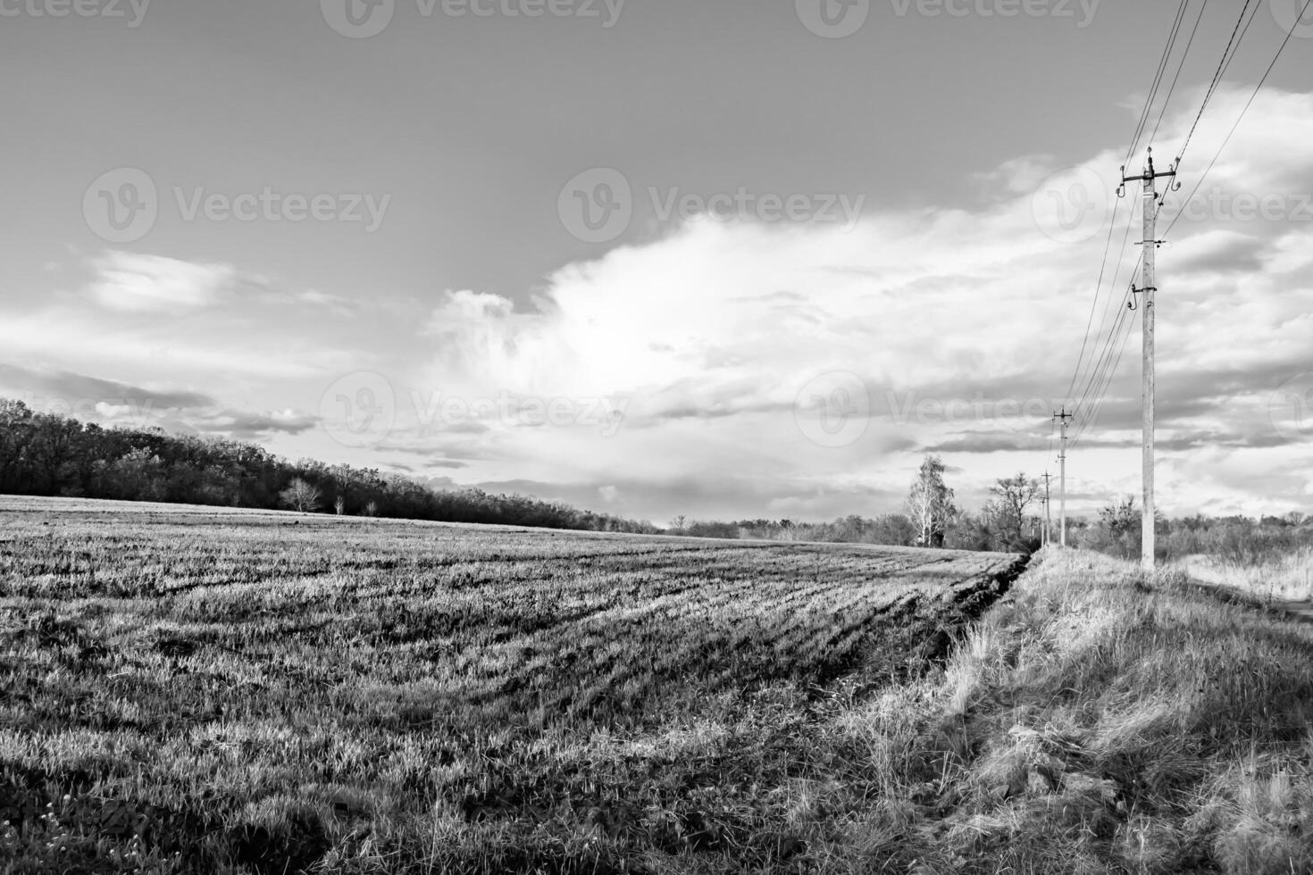 fotografia su tema grande vuoto azienda agricola campo per biologico raccogliere foto