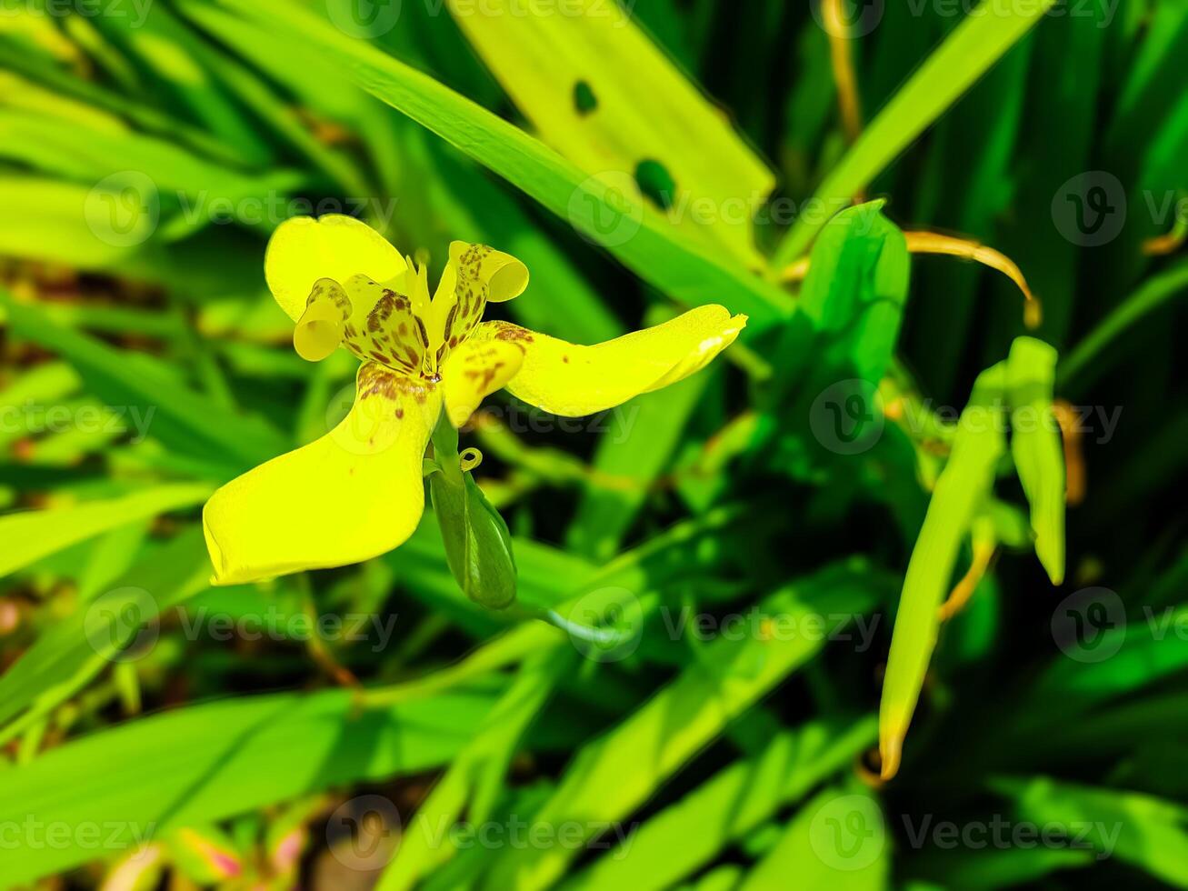 vicino su di giallo iris fiori come ornamentale impianti nel il giardino foto