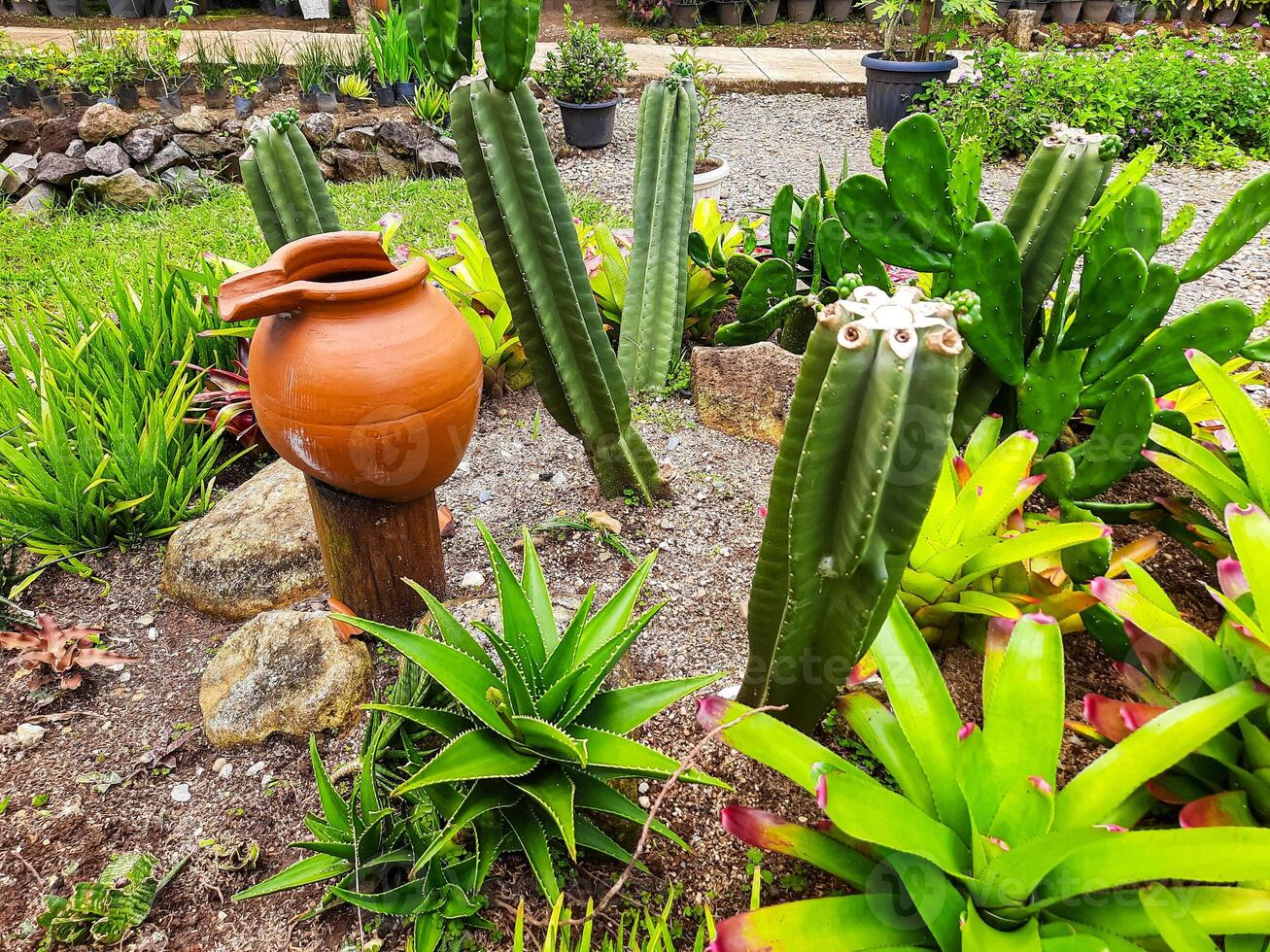 vario cactus e aloe Vera impianti in giro il parco per formazione scolastica di impianti foto