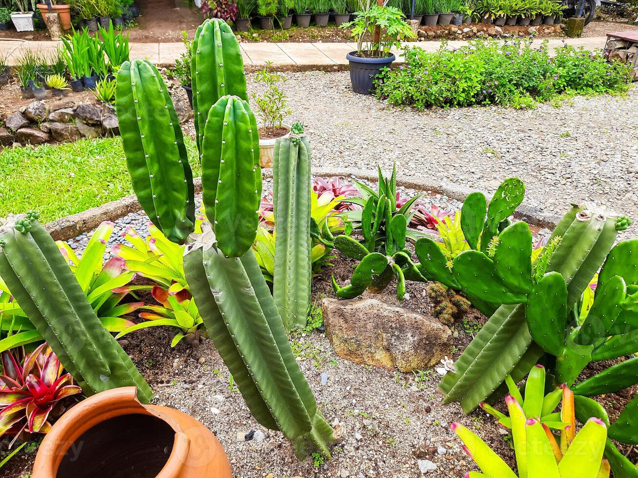 vario cactus e aloe Vera impianti in giro il parco per formazione scolastica di impianti foto